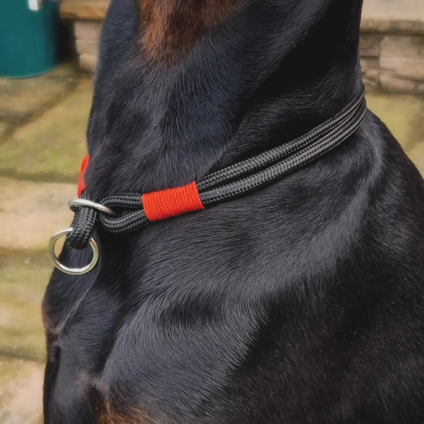 Black rope slip collar with orange whipping worn by a doberman