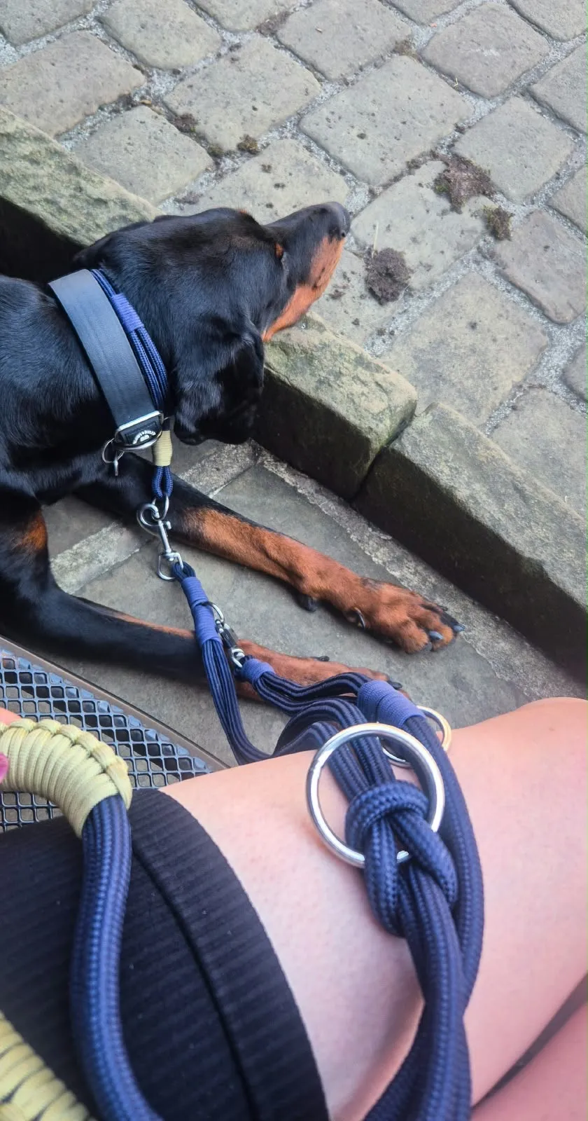A doberman lying on cobbles wearing a navy rope lead with a beige braided handle
